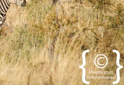 Zebra's Of Madikwe