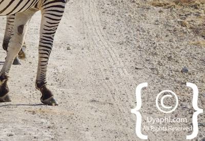 Zebra's Of Madikwe