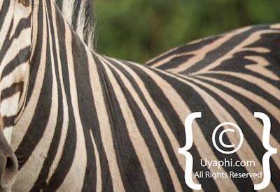 Madikwe Zebra Photo Gallery