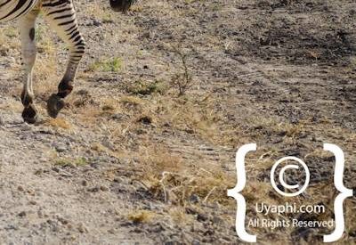 Zebra's Of Madikwe