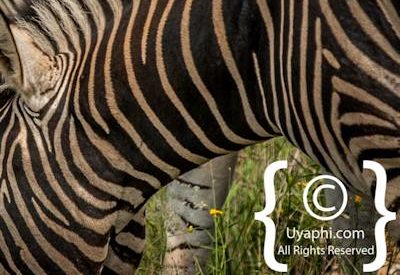 Madikwe Zebra Photo Gallery