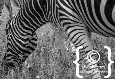 Madikwe Zebra Photo Gallery