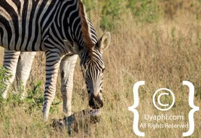 Madikwe Zebra Gallery