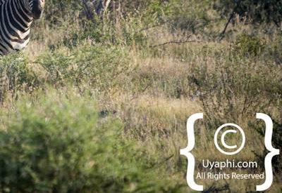 Madikwe Zebra Gallery