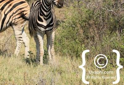 Madikwe Zebra Gallery