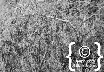 Madikwe Zebra Gallery