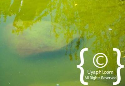 Photo Gallery of Mateya
