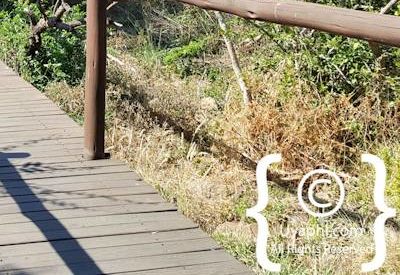 Photo Gallery of Impodimo