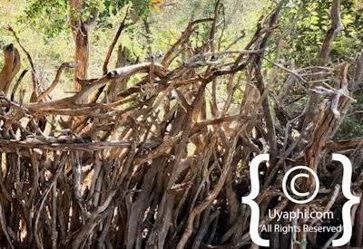 Impodimo Lodge Photo Gallery