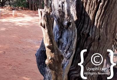 Jaci's Safari Lodge Photo Gallery