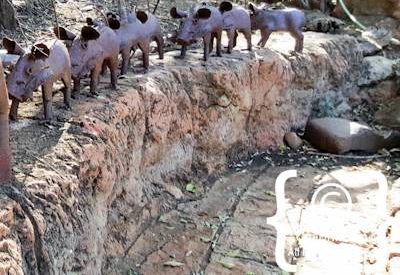 Jaci's Safari Lodge Photo Gallery