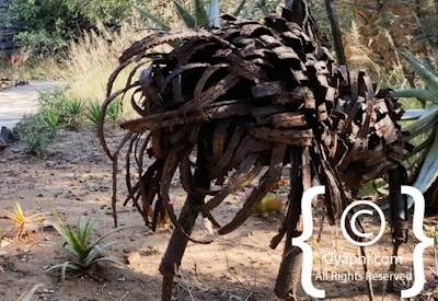 Jaci's Safari Lodge Photo Gallery