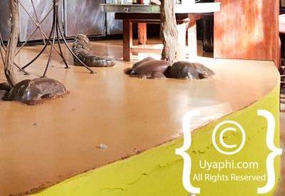 Jaci's Safari Lodge Image Gallery