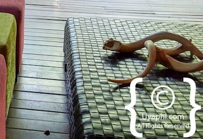 Jaci's Safari Lodge Image Gallery