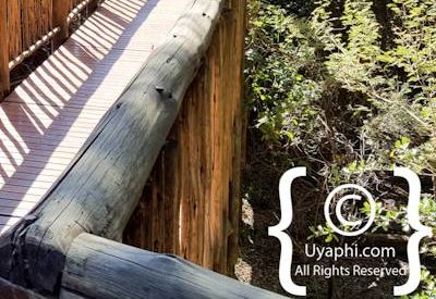 Jaci's Tree Lodge Photo Gallery