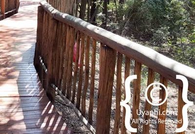 Jaci's Tree Lodge Photo Gallery