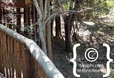 Jaci's Tree Lodge Photo Gallery