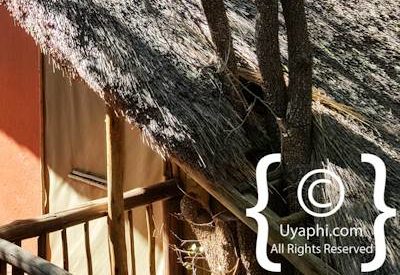 Jaci's Tree Lodge Photo Gallery