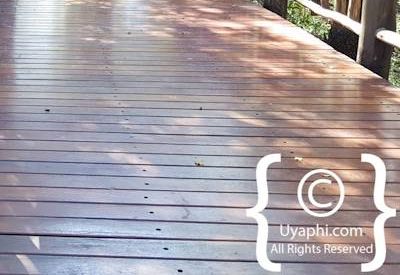 Jaci's Tree Lodge Image Gallery