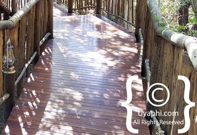 Jaci's Tree Lodge Image Gallery