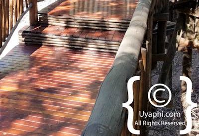 Jaci's Tree Lodge Image Gallery