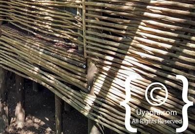 Jaci's Tree Lodge Image Gallery