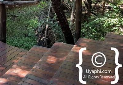 Jaci's Tree Lodge Image Gallery