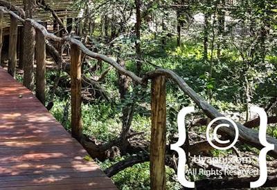 Jaci's Tree Lodge Image Gallery