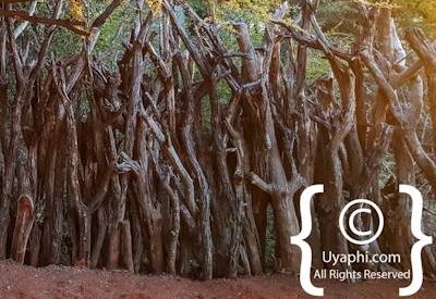 Motswiri Safari Lodge Photo Gallery