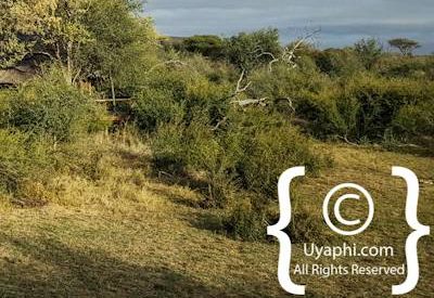 Photo Gallery of Motswiri