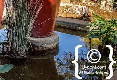 Rhulani Safari Lodge Photo Gallery