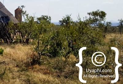 Rhulani Safari Lodge Photo Gallery