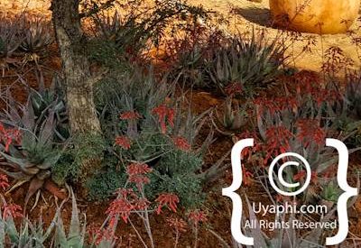 Photo Gallery of Rhulani