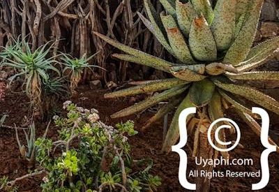 Photo Gallery of Rhulani