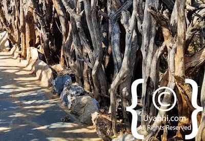 Photo Gallery of Rhulani