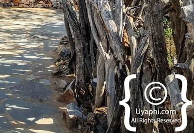 Photo Gallery of Rhulani