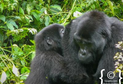 Silverback mountain gorilla chest beating Bwindi Forest Uganda gorilla trekking