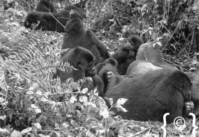 Mountain gorilla infant Bwindi Impenetrable Forest Uganda primate photography