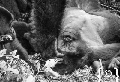 Gorilla trekking group hikers forest Bwindi Uganda armed ranger permit