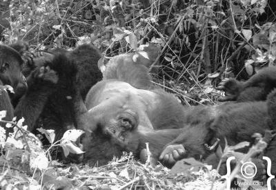 Gorilla family feeding ground Bwindi Uganda low light forest photography