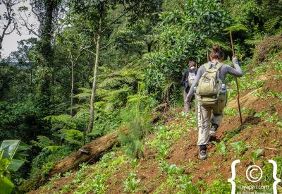 Young gorilla playing trees Bwindi Forest Uganda gorilla trekking photography