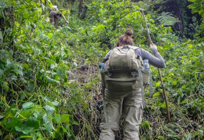 Mgahinga Gorilla National Park mountain gorilla Uganda trekking safari