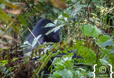Mountain gorilla silverback profile Bwindi Uganda conservation endangered species