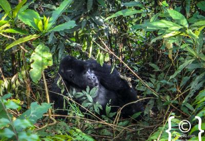 Gorilla family group foraging Bwindi Impenetrable Forest Uganda wildlife