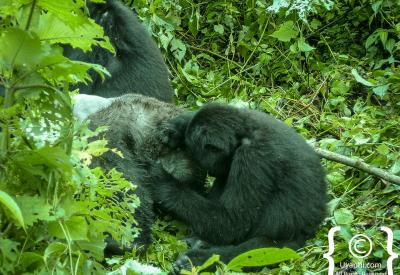 Mountain gorilla family group Bwindi Impenetrable Forest Uganda trekking safari