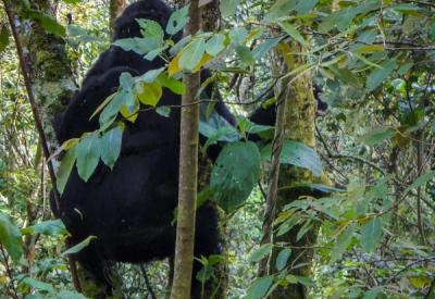 Gorilla trekking permit tracker Bwindi Uganda one hour observation rule