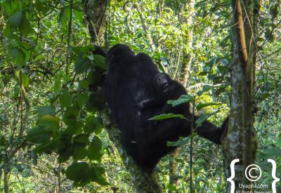 Mountain gorilla mother nursing infant Bwindi Impenetrable Forest Uganda