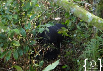Silverback gorilla sitting bamboo zone Bwindi Uganda gorilla trekking safari