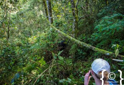 Gorilla trekking forest undergrowth Uganda tracker ranger low light photography