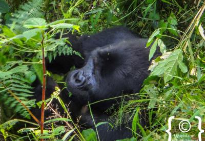 Mountain gorilla sub-adult male Bwindi Impenetrable Forest Uganda wildlife